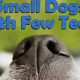 Top Foods: Best Dog Food for Older Small Dogs (Few Teeth) Tips! | World’s Most Delicious Foods: Must-Try Dishes from Every Country