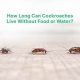 Roach Starvation: How Long Can a Roach Live Without Food? Tips &amp; Facts | World’s Most Delicious Foods: Must-Try Dishes from Every Country