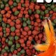 Best Fish Food for Koi &amp; Goldfish: Guide &amp; Reviews | World’s Most Delicious Foods: Must-Try Dishes from Every Country