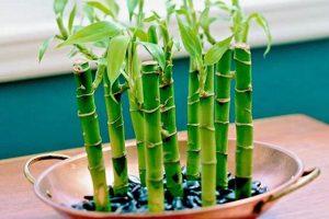 Top Picks: Best Plant Food for Bamboo Growth Today | World’s Most Delicious Foods: Must-Try Dishes from Every Country