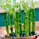 Top Picks: Best Plant Food for Bamboo Growth Today | World’s Most Delicious Foods: Must-Try Dishes from Every Country