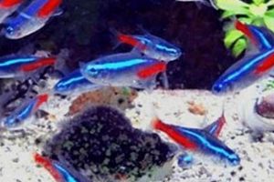 Tetra's Fast: How Long Can Tetras Go Without Food Safely? Guide | World’s Most Delicious Foods: Must-Try Dishes from Every Country