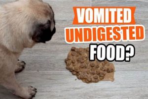 Why My Dog Vomited Undigested Food? Causes &amp; Tips | World’s Most Delicious Foods: Must-Try Dishes from Every Country