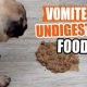 Why My Dog Vomited Undigested Food? Causes &amp; Tips | World’s Most Delicious Foods: Must-Try Dishes from Every Country