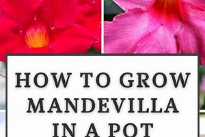 Top Plant Food for Mandevilla: Bloom Booster! | World’s Most Delicious Foods: Must-Try Dishes from Every Country