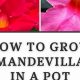 Top Plant Food for Mandevilla: Bloom Booster! | World’s Most Delicious Foods: Must-Try Dishes from Every Country