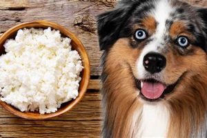 Boost Your Dog: Dog Food with Cottage Cheese Recipes | World’s Most Delicious Foods: Must-Try Dishes from Every Country