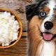 Boost Your Dog: Dog Food with Cottage Cheese Recipes | World’s Most Delicious Foods: Must-Try Dishes from Every Country