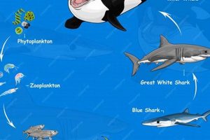 Understanding Fish in the Food Chain: Roles &amp; Impact | World’s Most Delicious Foods: Must-Try Dishes from Every Country