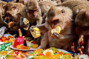 Buy Monkey Food For Sale Now - Best Deals Online! | World’s Most Delicious Foods: Must-Try Dishes from Every Country