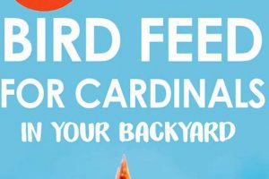 Attract Cardinals: The Best Cardinal Bird Food Mix + More! | World’s Most Delicious Foods: Must-Try Dishes from Every Country