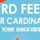 Attract Cardinals: The Best Cardinal Bird Food Mix + More! | World’s Most Delicious Foods: Must-Try Dishes from Every Country