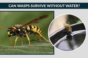 Understanding: How Long Can Wasps Survive Without Food? +Tips | World’s Most Delicious Foods: Must-Try Dishes from Every Country