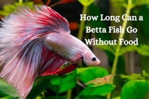 Betta Food: How Long Can Betta Fish Go Without Food? +Tips | World’s Most Delicious Foods: Must-Try Dishes from Every Country
