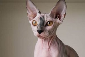 The Ultimate Guide: Best Food for Sphynx Cats Revealed | World’s Most Delicious Foods: Must-Try Dishes from Every Country