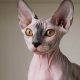 The Ultimate Guide: Best Food for Sphynx Cats Revealed | World’s Most Delicious Foods: Must-Try Dishes from Every Country