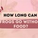 Frog Fasting: How Long Can Frogs Go Without Food? Tips | World’s Most Delicious Foods: Must-Try Dishes from Every Country