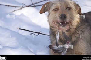 Why Dog Eats Bird Food? Harm & Prevention Tips World’s Most Delicious Foods: Must-Try Dishes from Every Country Why Dog Eats Bird Food? Harm & Prevention Tips | World’s Most Delicious Foods: Must-Try Dishes from Every Country