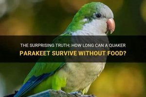 Parakeets & Food: How Long Can They *Really* Last? | World’s Most Delicious Foods: Must-Try Dishes from Every Country