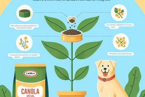 Is Canola Meal Safe in Dog Food? A Complete Guide | World’s Most Delicious Foods: Must-Try Dishes from Every Country