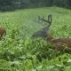 The ULTIMATE Best Deer Food Plot Guide: Grow BIG Bucks! | World’s Most Delicious Foods: Must-Try Dishes from Every Country