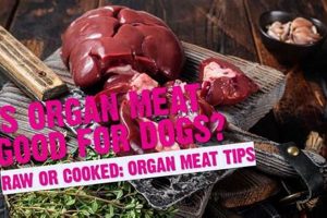 Best Organ Meat Dog Food: Nutrition Unleashed! | World’s Most Delicious Foods: Must-Try Dishes from Every Country