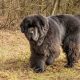 Best Newfoundland Dog Food: Breed Diet & Nutrition Tips | World’s Most Delicious Foods: Must-Try Dishes from Every Country