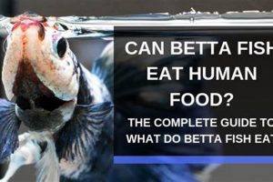 Betta Bites: What Human Food *Can* Betta Fish Eat? Guide World’s Most Delicious Foods: Must-Try Dishes from Every Country Betta Bites: What Human Food *Can* Betta Fish Eat? Guide | World’s Most Delicious Foods: Must-Try Dishes from Every Country