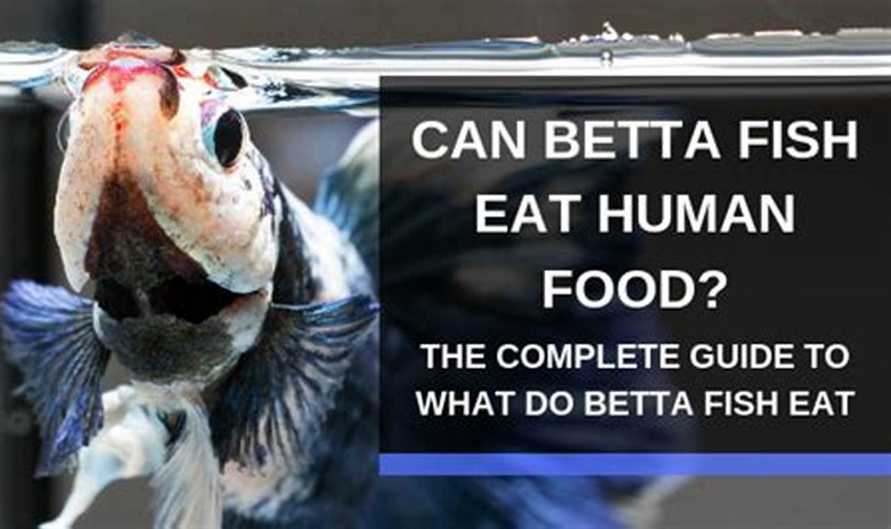 Betta Bites: What Human Food *Can* Betta Fish Eat? Guide World’s Most Delicious Foods: Must-Try Dishes from Every Country Betta Bites: What Human Food *Can* Betta Fish Eat? Guide | World’s Most Delicious Foods: Must-Try Dishes from Every Country