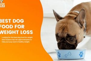 The Best Dog Food for Weight Loss: Choices & Tips World’s Most Delicious Foods: Must-Try Dishes from Every Country The Best Dog Food for Weight Loss: Choices & Tips | World’s Most Delicious Foods: Must-Try Dishes from Every Country