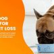The Best Dog Food for Weight Loss: Choices & Tips | World’s Most Delicious Foods: Must-Try Dishes from Every Country