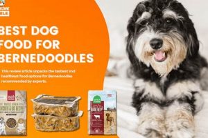 Top Bernedoodle Puppy Food: Fueling Your Best Friend | World’s Most Delicious Foods: Must-Try Dishes from Every Country