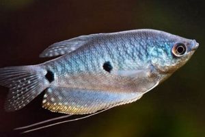 Best Gourami Fish Food: Reviews & Guide | World’s Most Delicious Foods: Must-Try Dishes from Every Country