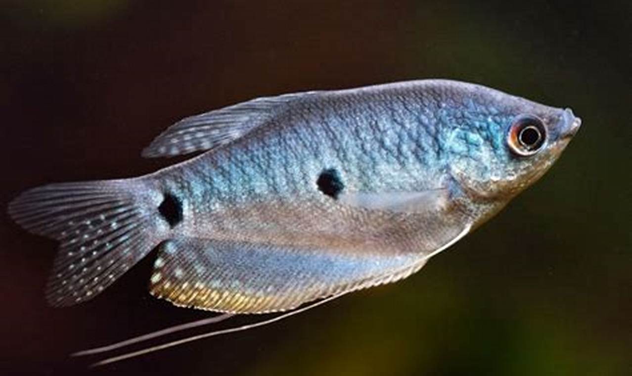 Best Gourami Fish Food: Reviews & Guide | World’s Most Delicious Foods: Must-Try Dishes from Every Country