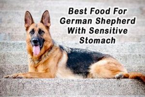 Top Picks: Best Food for German Shepherd Sensitive Stomach Guide | World’s Most Delicious Foods: Must-Try Dishes from Every Country