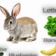 Can Rabbits Eat Cat Food? Dangers &amp; Better Choices | World’s Most Delicious Foods: Must-Try Dishes from Every Country
