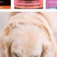 Best Low Residue Dog Food: Diet & Health Tips | World’s Most Delicious Foods: Must-Try Dishes from Every Country