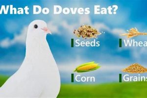 Feeding Doves Right: Best Food for Doves, Guaranteed! World’s Most Delicious Foods: Must-Try Dishes from Every Country Feeding Doves Right: Best Food for Doves, Guaranteed! | World’s Most Delicious Foods: Must-Try Dishes from Every Country