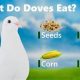Feeding Doves Right: Best Food for Doves, Guaranteed! | World’s Most Delicious Foods: Must-Try Dishes from Every Country