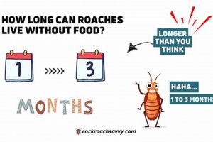 Roaches Can Survive How Long Without Food? Facts & Tips World’s Most Delicious Foods: Must-Try Dishes from Every Country Roaches Can Survive How Long Without Food? Facts & Tips | World’s Most Delicious Foods: Must-Try Dishes from Every Country