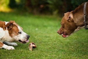 Stop Dogs Fighting Over Food: Prevention & Tips | World’s Most Delicious Foods: Must-Try Dishes from Every Country