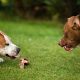 Stop Dogs Fighting Over Food: Prevention & Tips | World’s Most Delicious Foods: Must-Try Dishes from Every Country