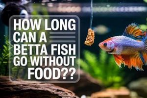 Betta Fish: How Long Can They Go Without Food? Guide World’s Most Delicious Foods: Must-Try Dishes from Every Country Betta Fish: How Long Can They Go Without Food? Guide | World’s Most Delicious Foods: Must-Try Dishes from Every Country