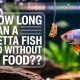 Betta Fish: How Long Can They Go Without Food? Guide | World’s Most Delicious Foods: Must-Try Dishes from Every Country