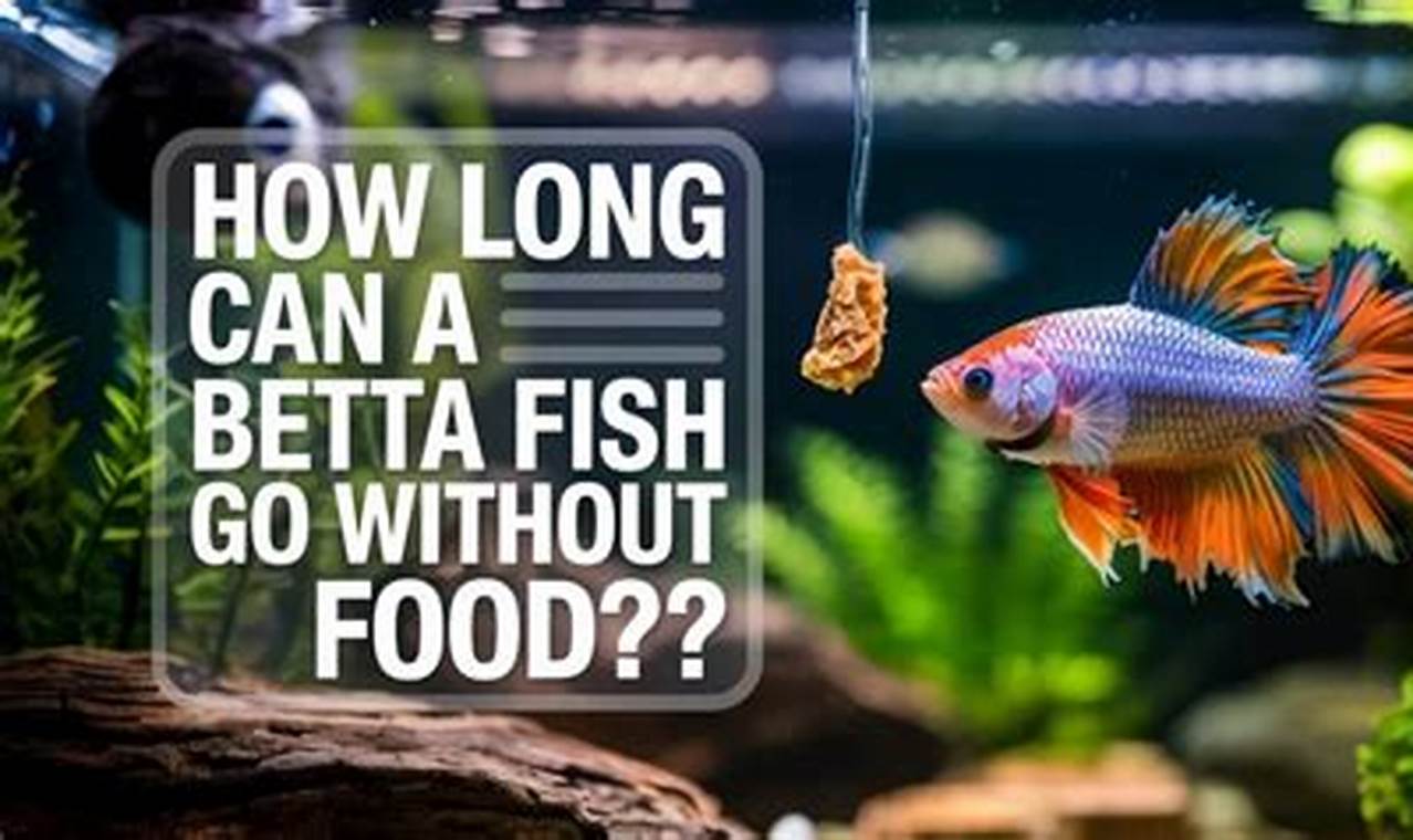 Betta Fish: How Long Can They Go Without Food? Guide World’s Most Delicious Foods: Must-Try Dishes from Every Country Betta Fish: How Long Can They Go Without Food? Guide | World’s Most Delicious Foods: Must-Try Dishes from Every Country