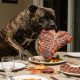 Stop Dog Stealing Food: Causes & Solutions | World’s Most Delicious Foods: Must-Try Dishes from Every Country
