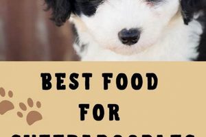 Top-Rated: Best Puppy Food for Sheepadoodles [2024 Guide] | World’s Most Delicious Foods: Must-Try Dishes from Every Country