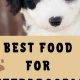 Top-Rated: Best Puppy Food for Sheepadoodles [2024 Guide] | World’s Most Delicious Foods: Must-Try Dishes from Every Country