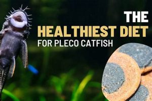 The Best Food for Plecostomus: A Complete Guide + Diet Tips World’s Most Delicious Foods: Must-Try Dishes from Every Country The Best Food for Plecostomus: A Complete Guide + Diet Tips | World’s Most Delicious Foods: Must-Try Dishes from Every Country
