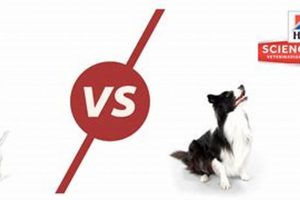 Blue Buffalo vs. Science Diet Dog Food: Which is Best? | World’s Most Delicious Foods: Must-Try Dishes from Every Country